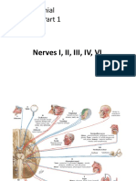 4 - Cranial Nerves 1, 2, 3, 4, 6