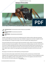 Karıncaları Taklit Eden Zıplayan Örümcekler - Evrim Ağacı