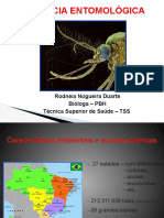 Biologia e Ecologia de Vetores Aedes Rodneia