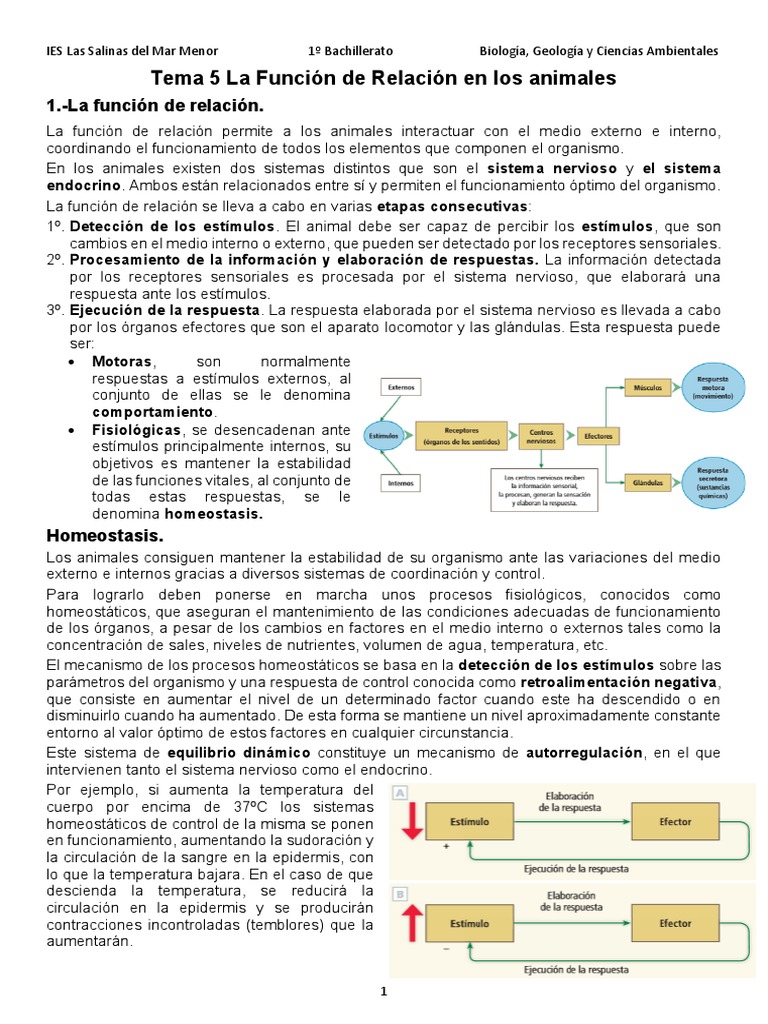 Función de Relación en Animales | PDF | Sinapsis | Sistema nervioso