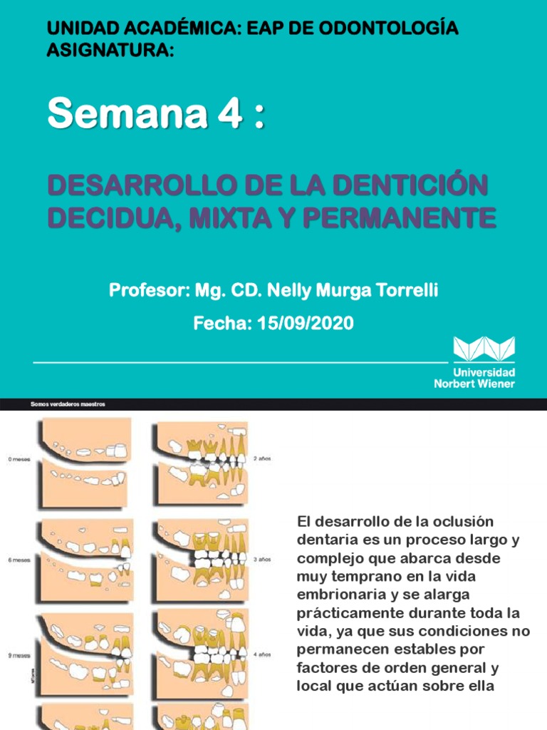 Semana 4 Desarrollo de La Dentición Decidua, Mixta y Permanente | PDF ...