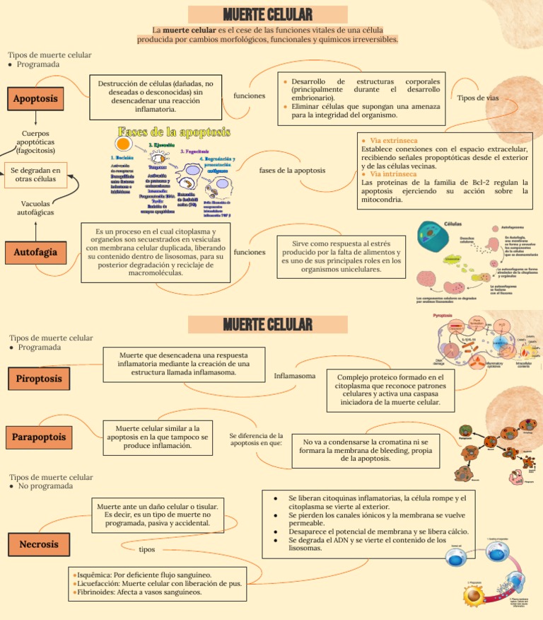 Muerte Celular | PDF | Apoptosis | Inflamación