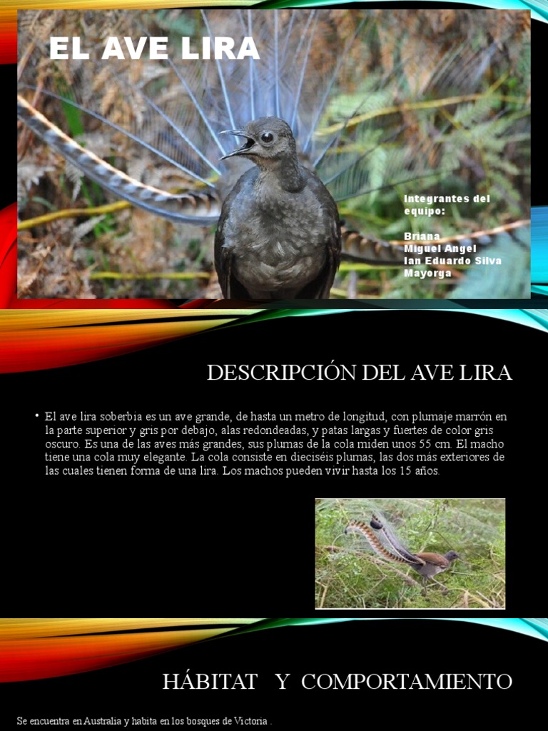 Ave Lira Equipo 1 PDF Aves Ornitología