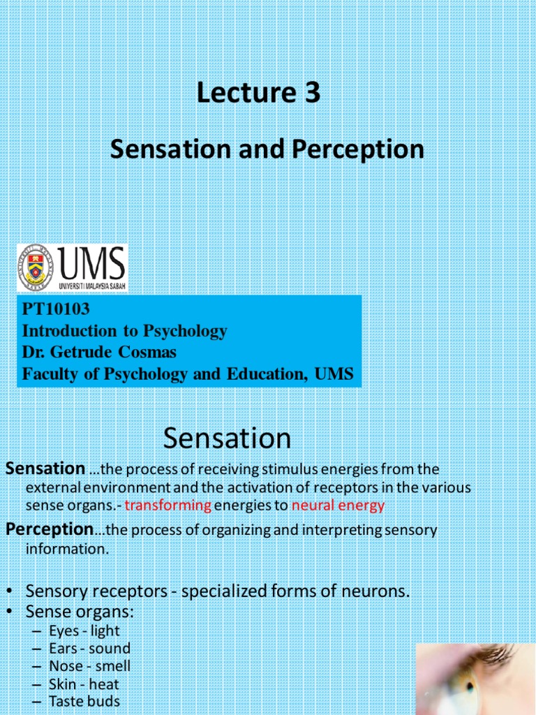 Lecture 3 Sensation and Perception | PDF | Senses | Taste