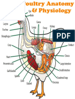 Chicken Anatomy & Physiology