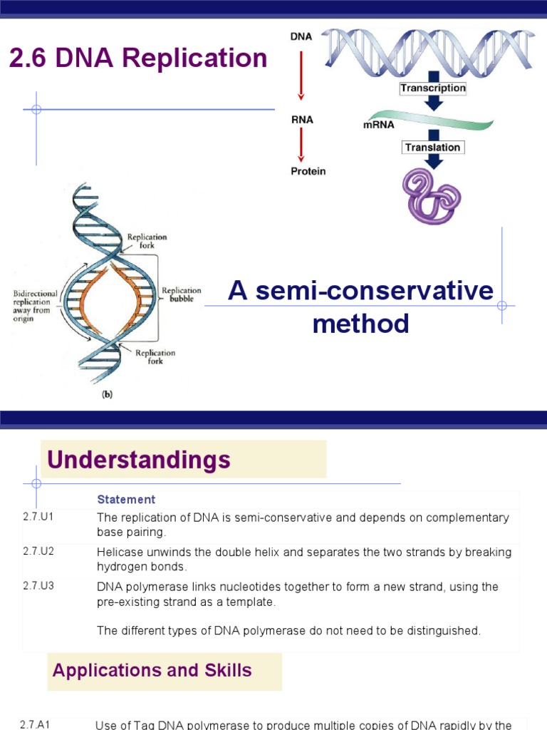 DNA Replication in AP Biology | PDF | Dna Replication | Dna