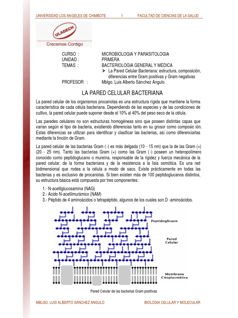 Estructura de la Pared Celular Bacteriana | PDF | Bacterias Gram ...