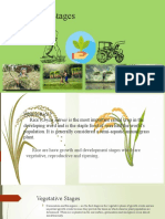 Growth and Stagies of Rice