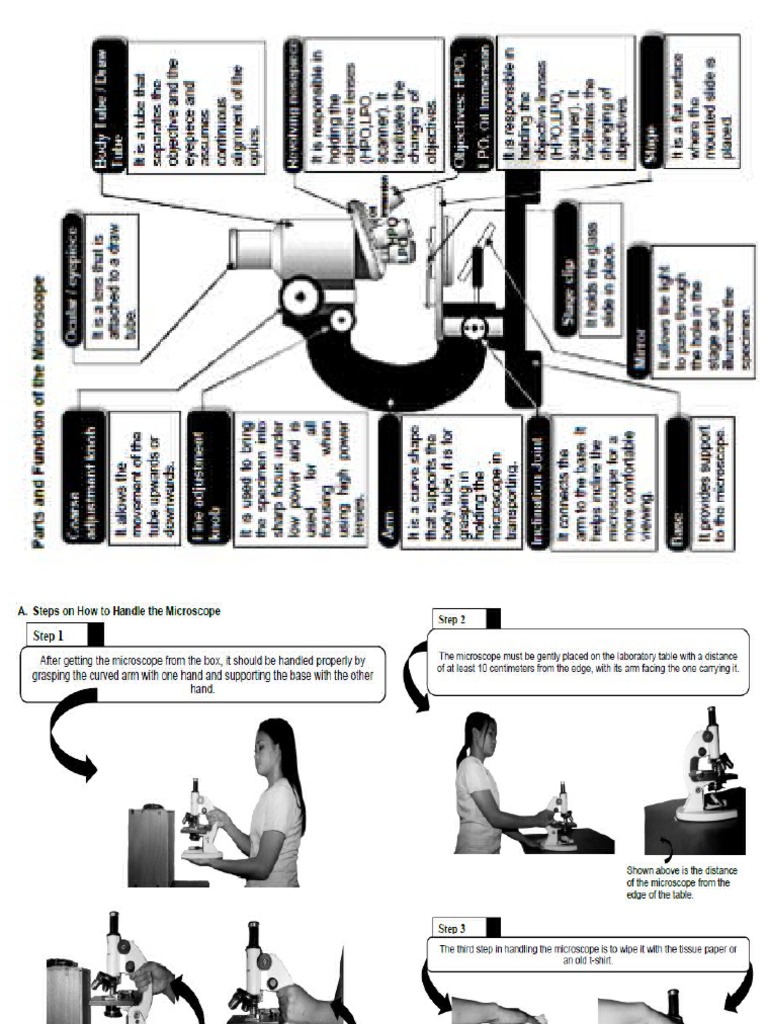 Parts of Microscope and Using A Compound Microscope PDF