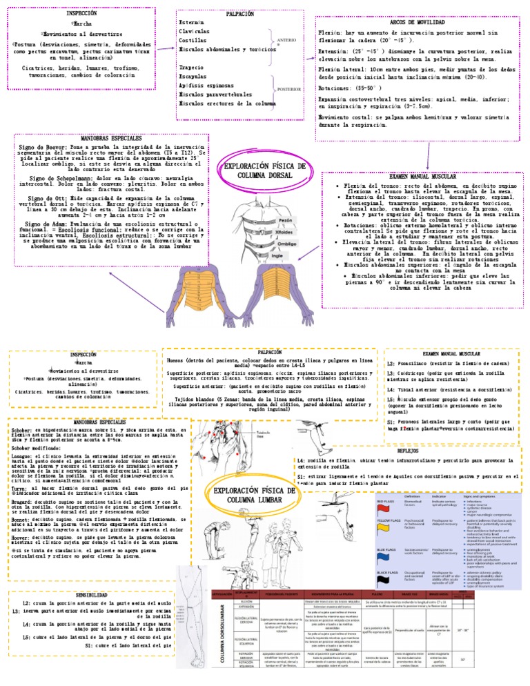 Exploración Física de la Columna Lumbar | PDF | La columna vertebral ...