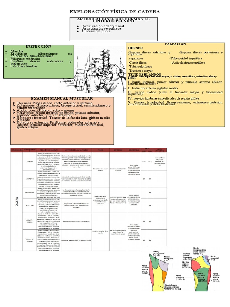 maniobras-de-exploraci-n-de-cadera-pdf-tejido-suave-cadera