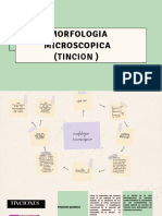 Morfologia Microscopica (Tincion)