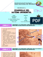 Desarrollo del sistema urogenital