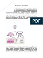 Vasculogénesis y Angiogénesis