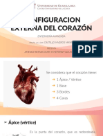 Configuracion Externa Del Corazã - N