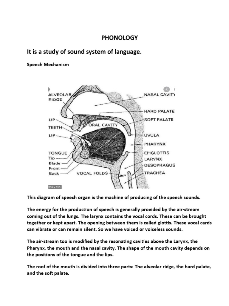 Place of articulation pdf linguistics phonetics
