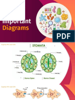 Important Diagrams