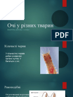 Очі у Різних Тварин