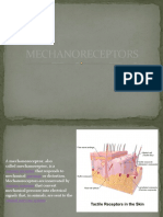 Mechano Receptors