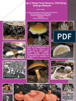 Poster Macro Fungi Hutan Simpan Bangi
