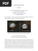 Download Bird Nest Fungi by Johari Jalinas SN62951176 doc pdf