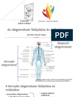 Az Idegrendszer Felépítése És Működése