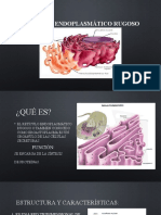 Retículo Endoplasmático Rugoso (Diapositiva)