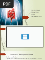 Digestive Process and Absorption