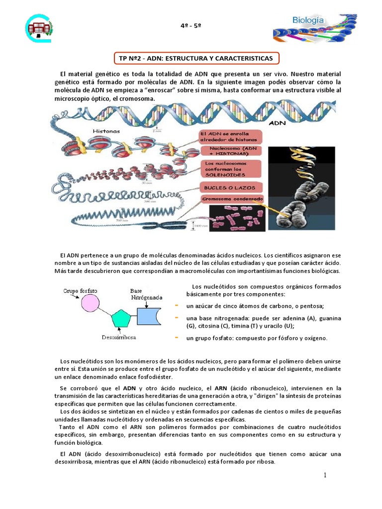 Estructura y Función del ADN | PDF | Adn | Ácidos nucleicos