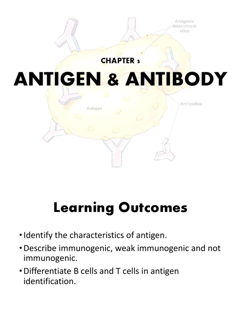 Chapter 3 Antigen and Antibody PDF Cytotoxic T Cell Antibody