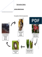 Herbario Antracnosis en Anturio