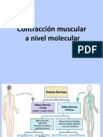 Mecanismo molecular de la contracción muscular