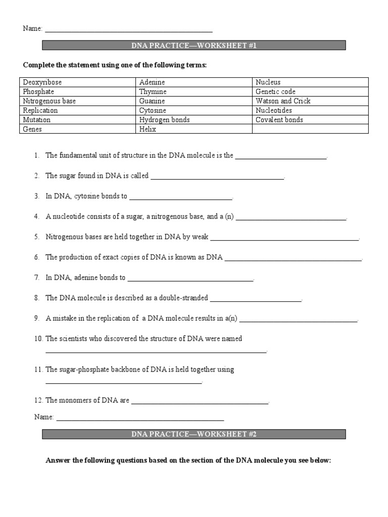 DNA and RNA Worksheets PDF Translation (Biology) Rna