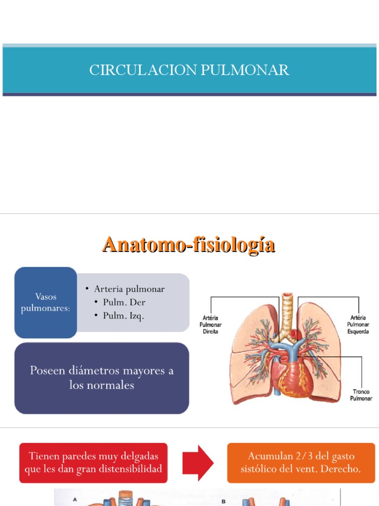 La circulación pulmonar anatomía, fisiología y patologías asociadas PDF
