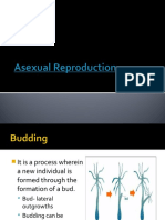 Asexual Reprodction