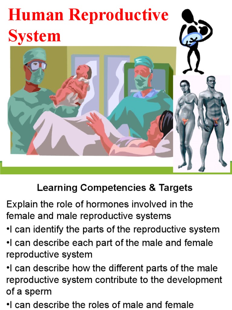 1a. Reproductive Organs | PDF | Reproductive System | Uterus