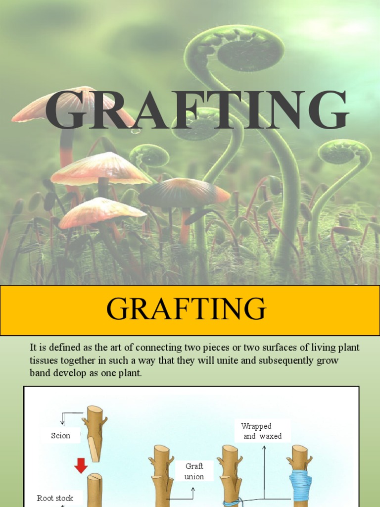 Grafting | PDF | Grafting | Tissue (Biology)