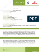 Marandu: Características y Manejo del Pasto Brachiaria brizantha cv