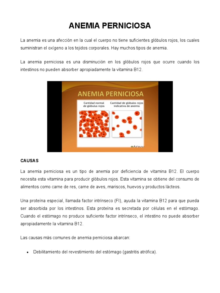 Anatomía y fisiopatología de la anemia perniciosa: una mirada en ...