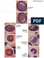 Granulocitopoyesis y Eritropoyesis