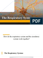 Introduction To The Respiratory System