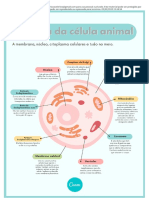 Estrutura Da Célula Animal - Passei Direto