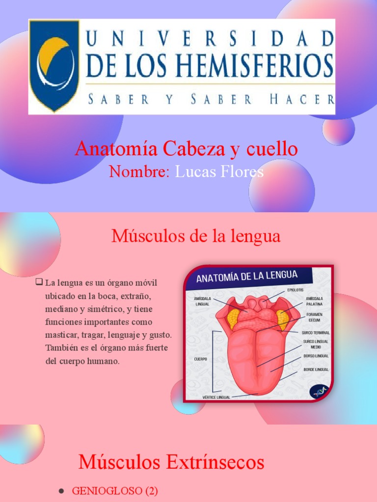 Anatomía y músculos de la lengua | PDF | Lengua | Anatomía humana