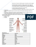 Funciones Del Sistema Circulatorio