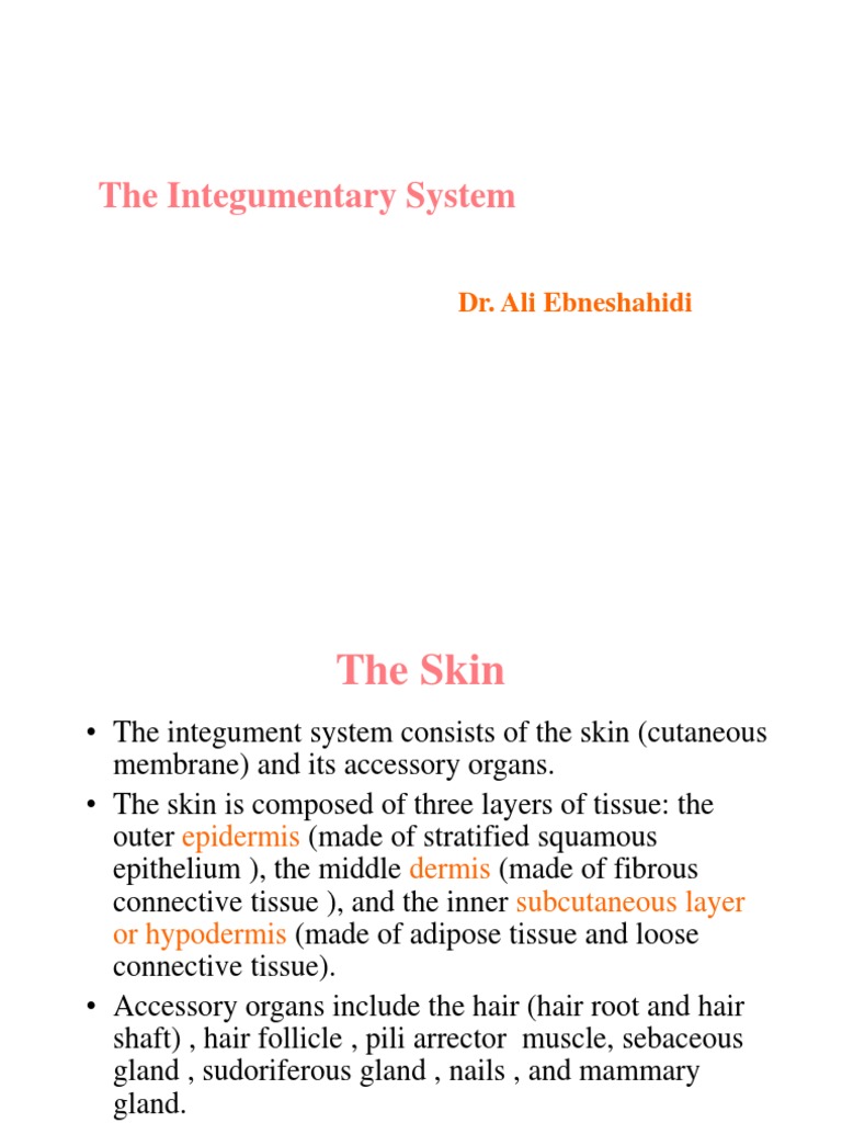 Chap 3-Integumentary System | PDF | Skin | Integumentary System