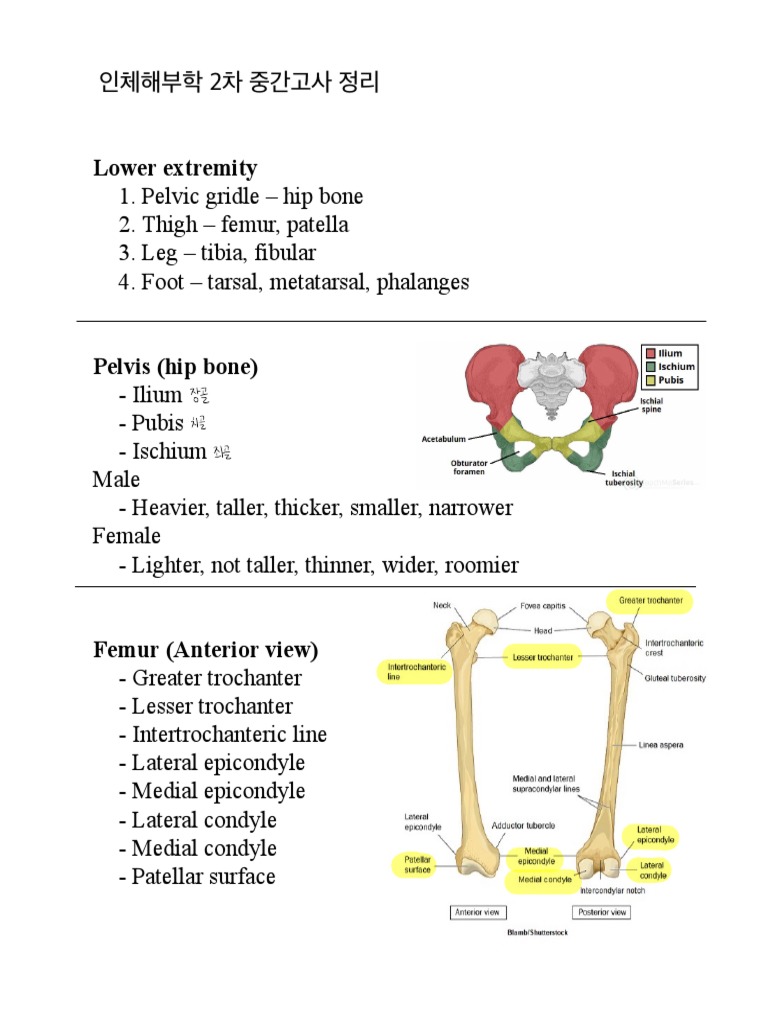 Lower Extremity Anatomy Overview | PDF | Human Leg | Anatomical Terms ...