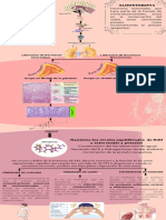 Infografia ALDOSTERONA