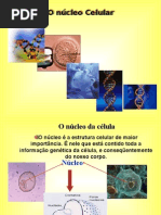 Núcleo Celular