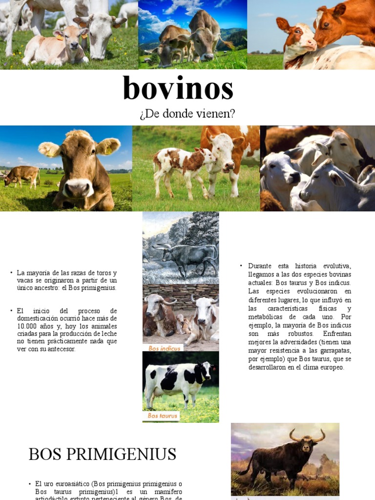 Ancestros De Los Bovinos Pdf Vacas Bovinos