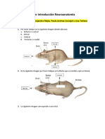 Taller Introducción Neuroanatomía Final